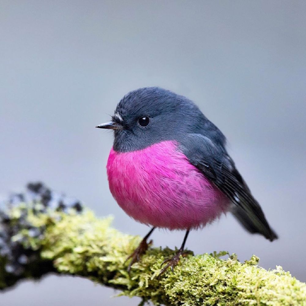The Aussie Pink Robin Is One Vibrant, Adorable, And Very Round Little Bird - Earth Wonders