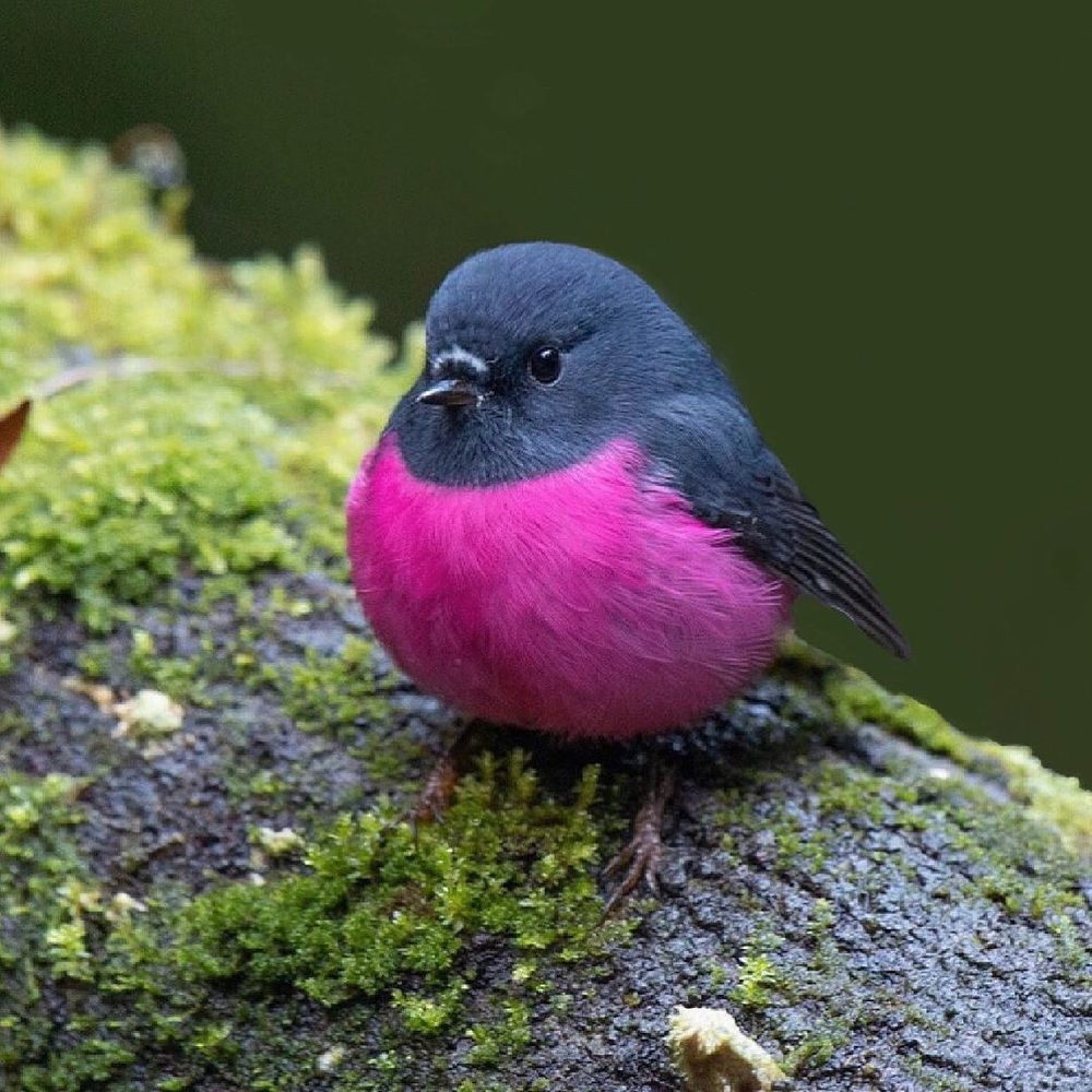 The Aussie Pink Robin Is One Vibrant, Adorable, And Very Round Little Bird - Earth Wonders